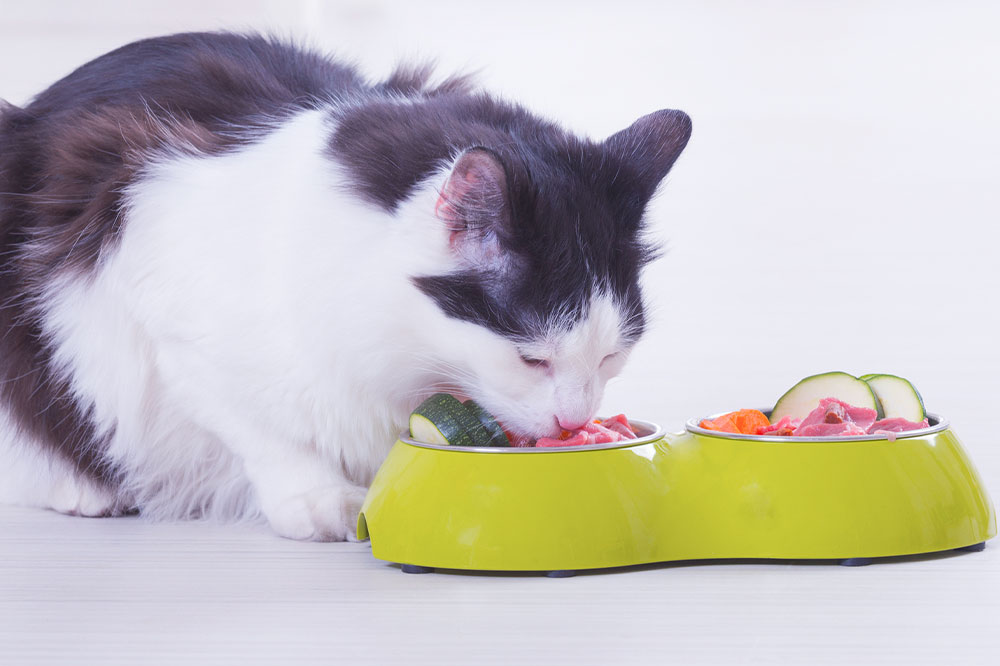 7 human foods that your cats can also relish